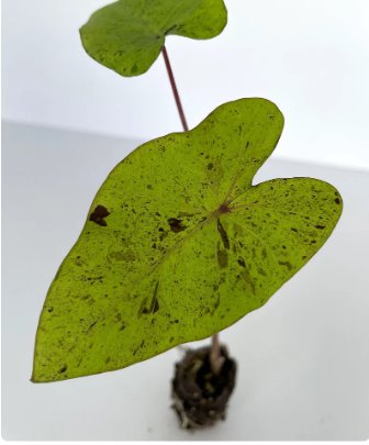 Esculenta "Mojito" Live Plant Ear Starter Plant Elephant 8 Colocasia For Garden