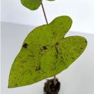 Esculenta "Mojito" Live Plant Ear Starter Plant Elephant 8 Colocasia For Garden