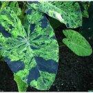 16 Esculenta "Mojito" Live Plant Ear Starter Plant Elephant Colocasia For Garden