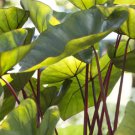 1 Colocasia Hawaiian Punch Elephant Ear Live Plant For Garden