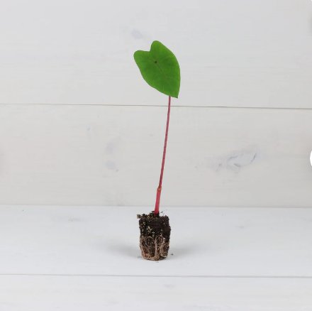 Hawaiian Punch Elephant Ear Live Plant 2 Colocasia For Garden