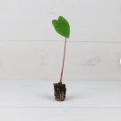 Hawaiian Punch Elephant Ear Live Plant 2 Colocasia For Garden