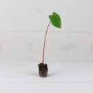 Live Plant 4 Hawaiian Punch Elephant Ear Colocasia For Garden
