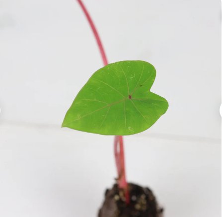Hawaiian Punch Elephant Ear Live Plant 8 Colocasia For Garden