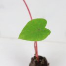 Hawaiian Punch Elephant Ear Live Plant 8 Colocasia For Garden