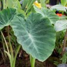 Elephant Ear Live Plant 16 Hawaiian Punch Colocasia For Garden