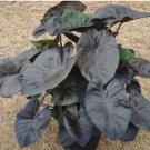 1 Colocasia 'Kona Coffee' Plant - Elephant Ear Plant Live Plant For Garden