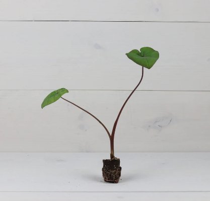 'Kona Coffee' Plant - Elephant Ear 2 Colocasia Plant Live Plant For Garden