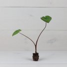 'Kona Coffee' Plant - Elephant Ear 2 Colocasia Plant Live Plant For Garden