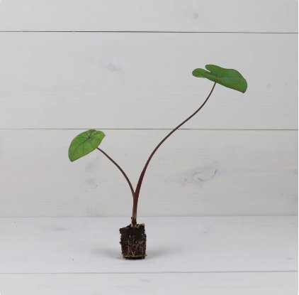 Elephant Ear 4 Colocasia 'Kona Coffee' Plant Live Plant For Garden