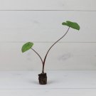 Elephant Ear 4 Colocasia 'Kona Coffee' Plant Live Plant For Garden