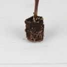 16  Plant Elephant Ear Colocasia 'Kona Coffee'Live Plant For Garden