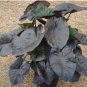 16 Plant Elephant Ear Colocasia 'Kona Coffee'Live Plant For Garden