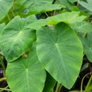 1 Colocasia Jack's Giant Plant Elephant Ear Live Plant For Garden