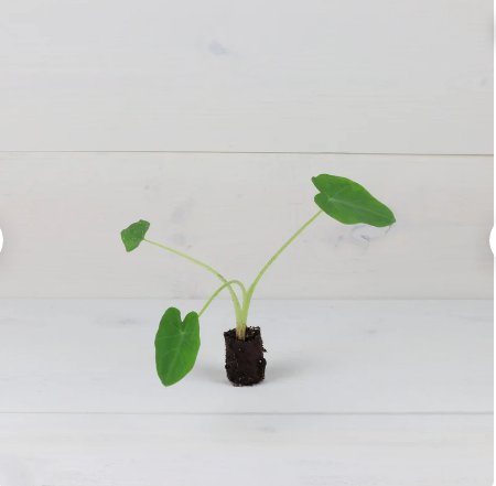 Jack's Giant Plant Elephant 2 Colocasia Ear Live Plant For Garden