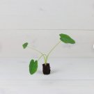 Jack's Giant Plant Elephant 2 Colocasia Ear Live Plant For Garden