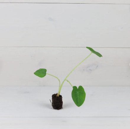 Elephant 4 Jack's Giant Plant Colocasia Ear Live Plant For Garden