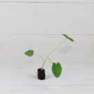 Elephant 4 Jack's Giant Plant Colocasia Ear Live Plant For Garden