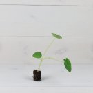 8 Elephant Jack's Giant Plant Colocasia Ear Live Plant For Garden