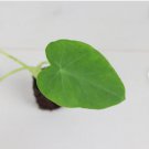 Giant Plant Colocasia Ear Live Plant 16 Elephant Jack's For Garden