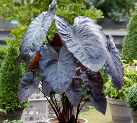 1 Diamond Head Elephant Ear Plant Colocasia Esculenta Live Plant For Garden