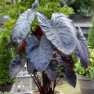 1 Diamond Head Elephant Ear Plant Colocasia Esculenta Live Plant For Garden