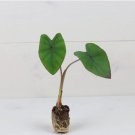 Elephant Ear Plant Colocasia Esculenta 2 Diamond Head Live Plant For Garden
