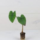 Colocasia Esculenta 4 Elephant Ear Plant Diamond Head Live Plant For Garden