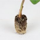 8 Colocasia Esculenta Elephant Ear Plant Diamond Head Live Plant For Garden