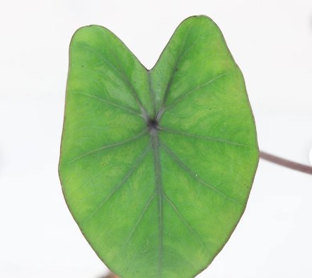 Plant Diamond Head Live Plant 16 Colocasia Esculenta Elephant Ear For Garden