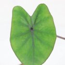 Plant Diamond Head Live Plant 16 Colocasia Esculenta Elephant Ear For Garden