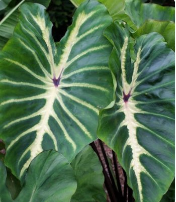 1 White Lava Elephant Ear Plant Colocasia Live Plant For Garden