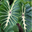 1 White Lava Elephant Ear Plant Colocasia Live Plant For Garden