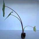 Elephant Ear Plant Colocasia Live Plant 2 White Lava For Garden