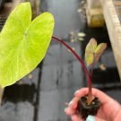 Live Plant 4 Elephant Ear Plant Colocasia White Lava For Garden