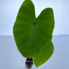 Plant Colocasia White Lava Live Plant 8 Elephant Ear For Garden