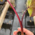 16 Plant Colocasia White Lava Live Plant Elephant Ear For Garden