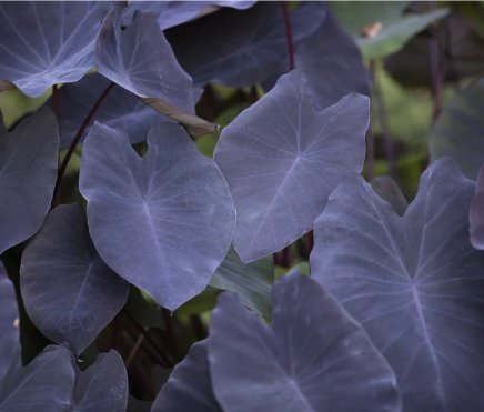 1 Black Magic Elephant Ear Plant Colocasia Esculenta Plant Live Plant For Garden