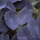1 Black Magic Elephant Ear Plant Colocasia Esculenta Plant Live Plant For Garden