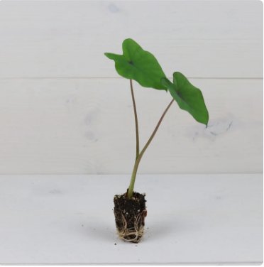 Elephant Ear Plant 2 Black Magic Colocasia Esculenta Plant Live Plant For Garden