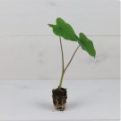 Elephant Ear Plant 2 Black Magic Colocasia Esculenta Plant Live Plant For Garden