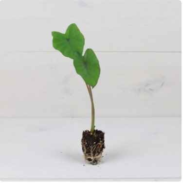 Magic Colocasia Elephant Ear Plant 4 Black Esculenta Plant Live Plant For Garden