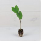 Magic Colocasia Elephant Ear Plant 4 Black Esculenta Plant Live Plant For Garden