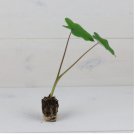 Ear Plant 8 Black Magic Colocasia Elephant Esculenta Plant Live Plant For Garden