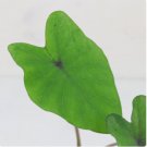 Colocasia Elephant Esculenta Plant Live Ear Plant 16 Black Magic Plant For Garden