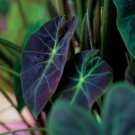 1 Colocasia Black Beauty Starter Live Plant For Garden