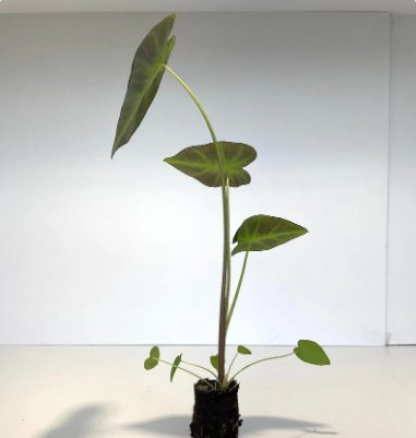 Black Beauty Starter Live Plant 2 Colocasia For Garden