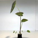 Black Beauty Starter Live Plant 2 Colocasia For Garden