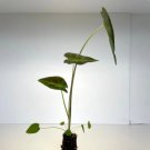 Live Plant 4 Colocasia Black Beauty Starter For Garden
