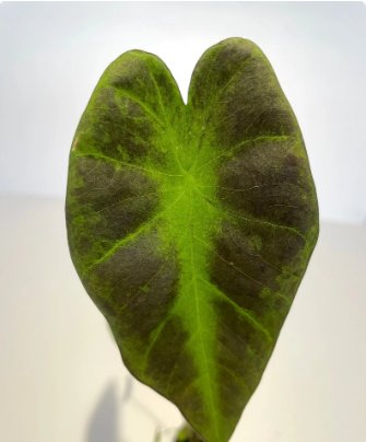 Black Beauty Starter Live Plant 8 Colocasia For Garden